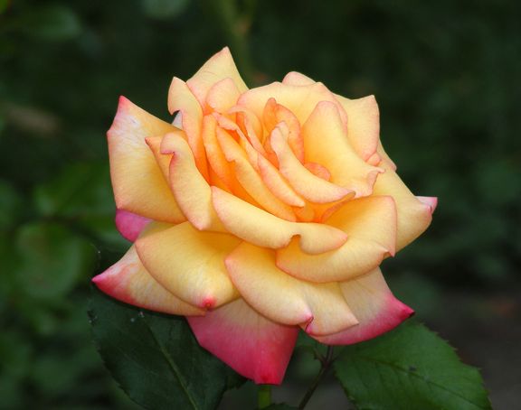 Dream Come True photo dct2014_07310003_zpsecaf0ea6.jpg